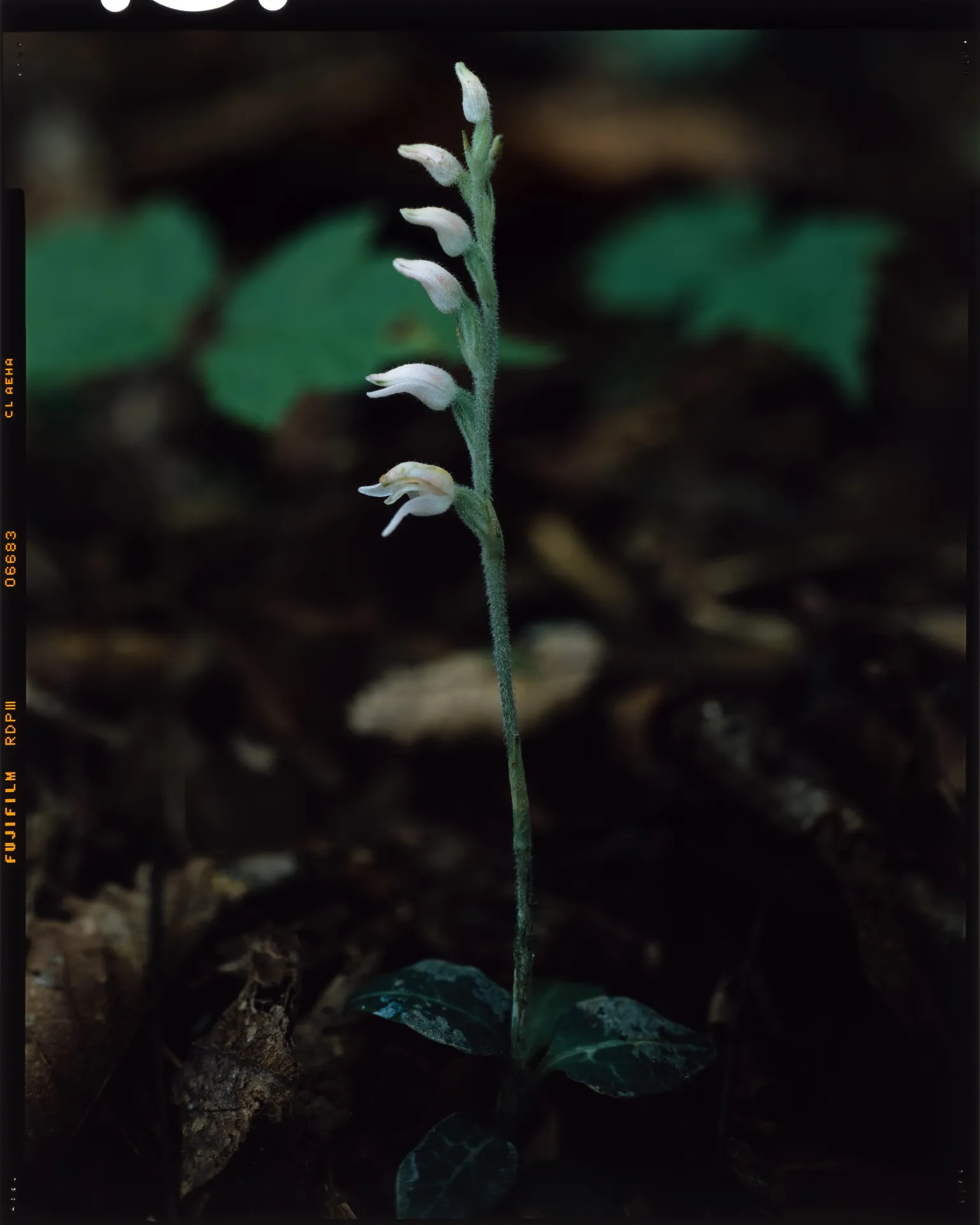 Goodyera schlechtendaliana